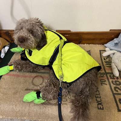 Schnee aus dem Fell bekommen-Beitrag-Bild