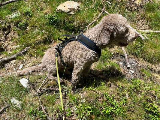 Training mit der Flexileine-Beitrag-Bild