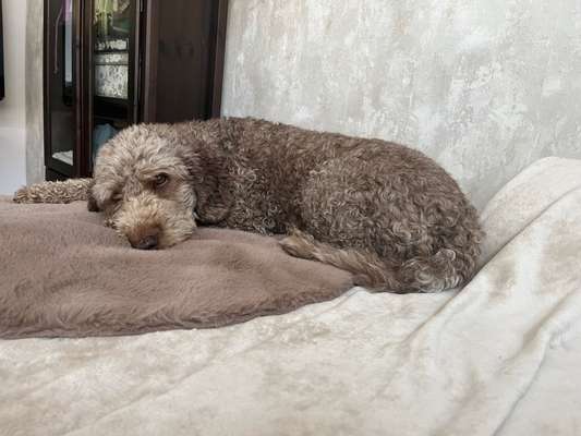 Nicht ganz alltägliche Hundenamen.
Wie kreativ wart ihr?-Beitrag-Bild