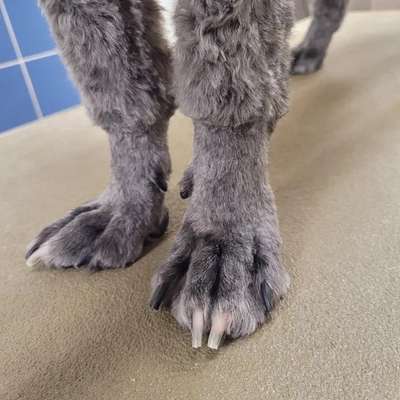 Schnee aus dem Fell bekommen-Beitrag-Bild