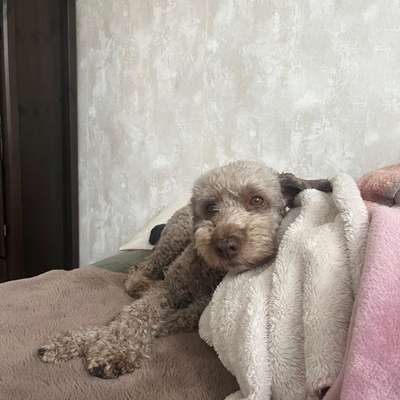 Hund im Körbchen anfassen-Beitrag-Bild