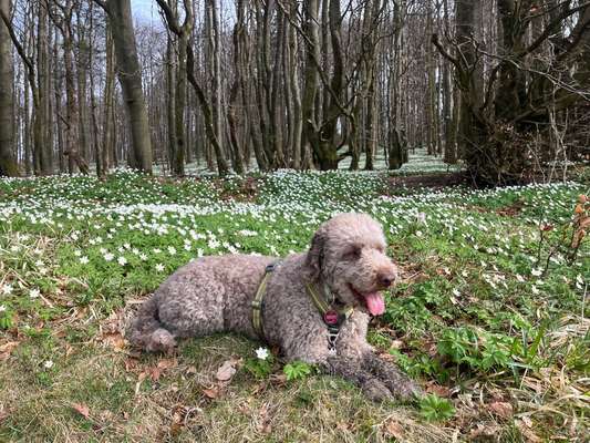 Das passende Hundegeschirr-Beitrag-Bild