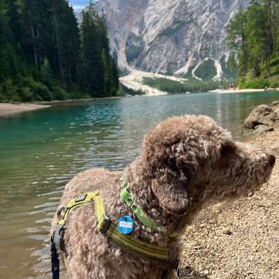 Bergwanderungen mit Hund-Beitrag-Bild