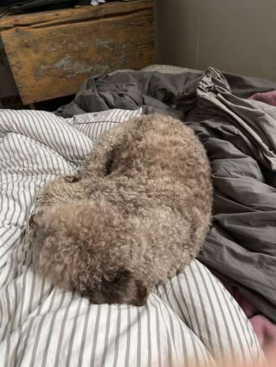 Golden Retriever wenig Interesse an mir/ uns-Beitrag-Bild