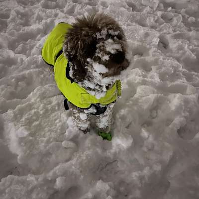 Schnee aus dem Fell bekommen-Beitrag-Bild