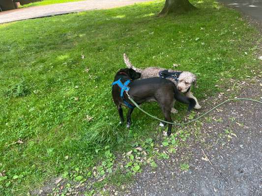 Geschichten, die das Leben schrieb. Hunde mit Handicap-Beitrag-Bild