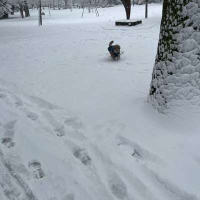 Schneechaos-Beitrag-Bild