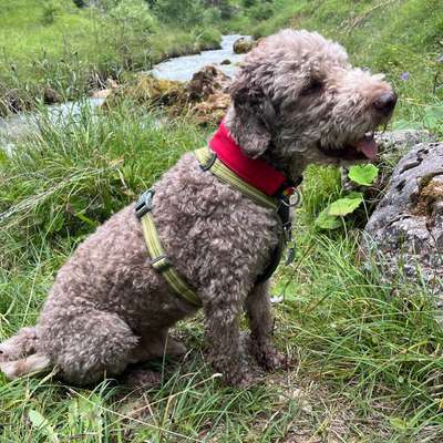 Wie sitzt mein Geschirr?-Beitrag-Bild