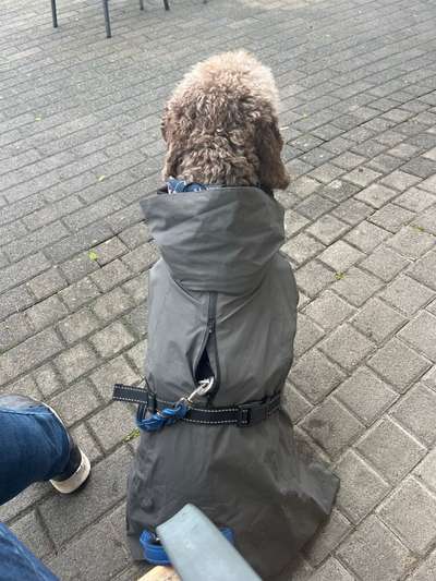 Regenmantel für den Hund (nötig?/Empfehlungen)-Beitrag-Bild