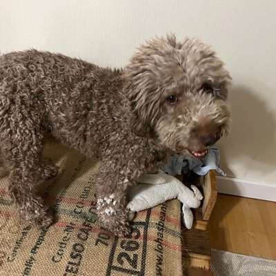 Schnee aus dem Fell bekommen-Beitrag-Bild