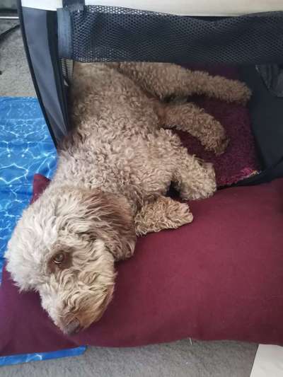 Der Welpe und die Box-Beitrag-Bild