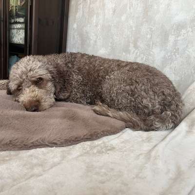 Hund im Körbchen anfassen-Beitrag-Bild