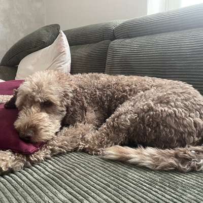 Normales Nass- oder Trockenfutter? Nicht mit Sam-Beitrag-Bild