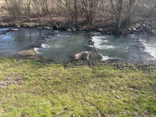Dürfen unsere Hunde noch ins Wasser – oder ist das schon fahrlässig? 💦🐶-Beitrag-Bild