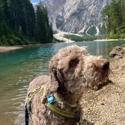Bergwandern mit Hund-Beitrag-Bild