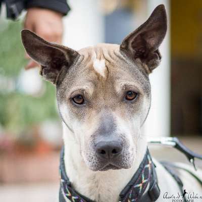 Qualzucht - Warum Aufklärung alleine nicht reicht-Beitrag-Bild