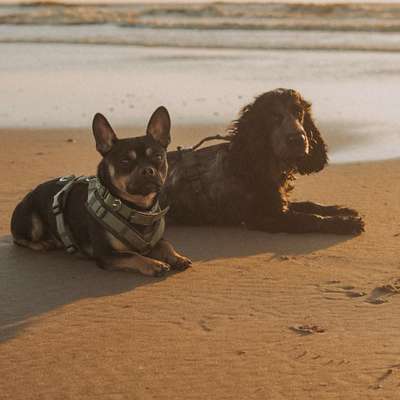 Hundetreffen-Gassirunde an der Leine /Social Walk-Bild