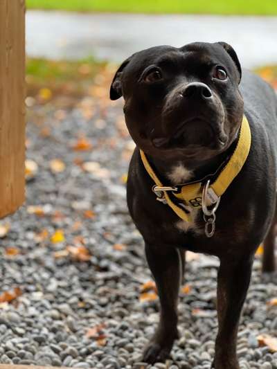 Staffordshire Bull Terrier-Beitrag-Bild