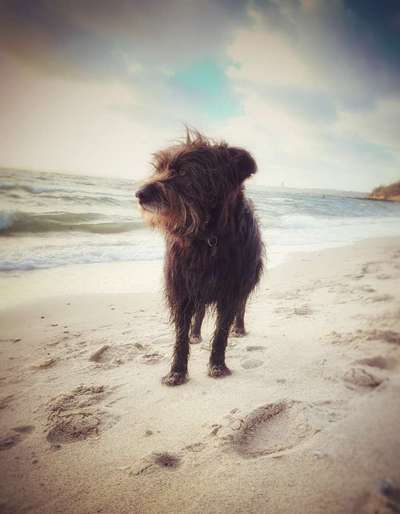 Dogorama Photo Challenge - Tierischer Urlaub-Beitrag-Bild