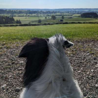 Hundetreffen-Ruhiger Spaziergang