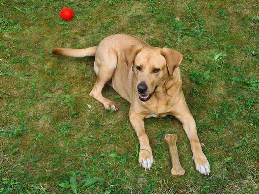 Hundetreffen-Gemeinsames Spielen-Bild