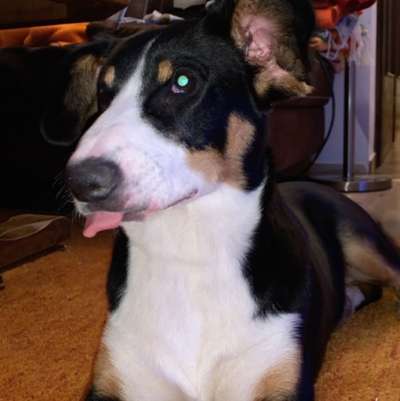 Rhodesian Ridgeback-Beitrag-Bild