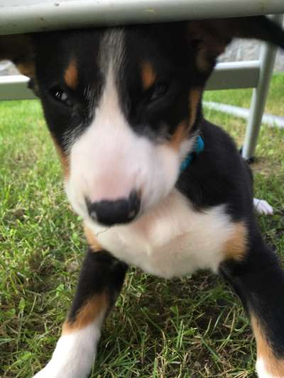 Foto's und Hundemodels-Beitrag-Bild