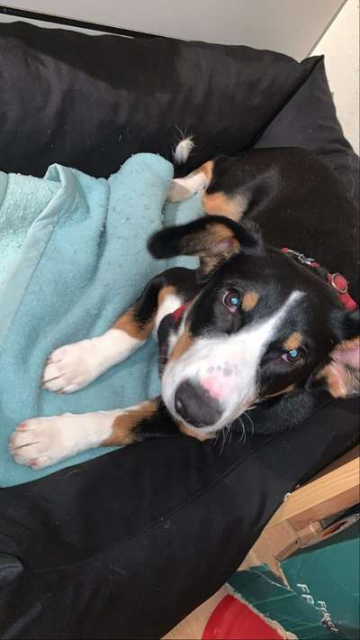 Miniatur Bull Terrier-Beitrag-Bild