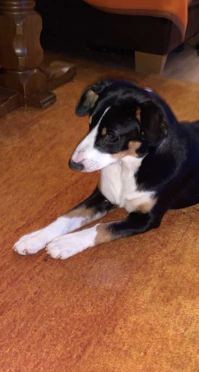 Foto's und Hundemodels-Beitrag-Bild