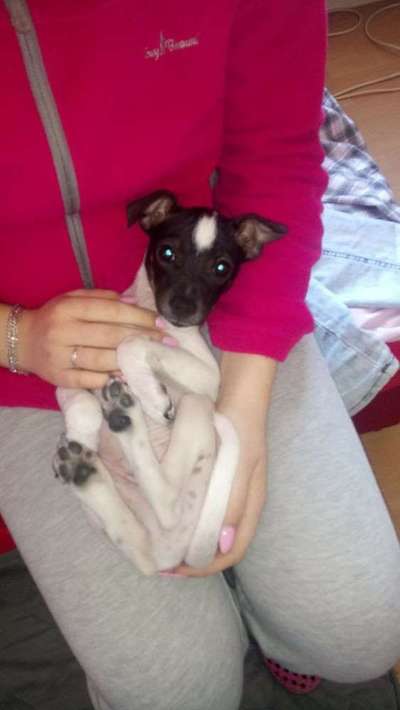 Welpen Bilder !-Beitrag-Bild