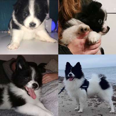 Welpenfotos-Beitrag-Bild