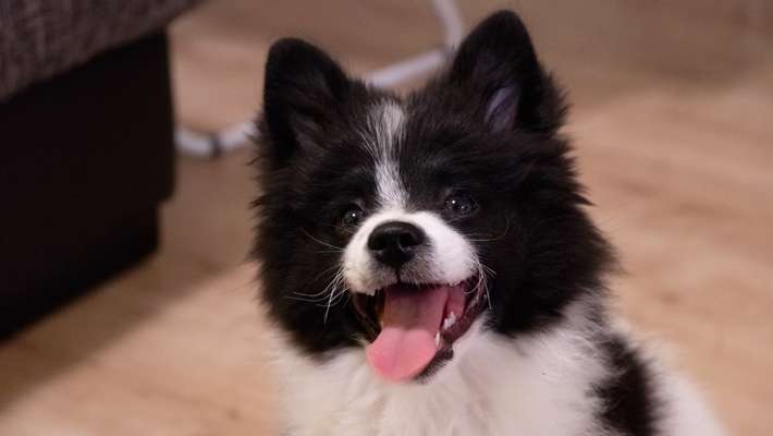 Spitz--Zwergspitz--kleinspitz---mittelspitz----Großspitz--Wolfsspitz-Beitrag-Bild