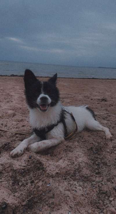 Die Dogorama Kalender Challenge 4/4-Beitrag-Bild