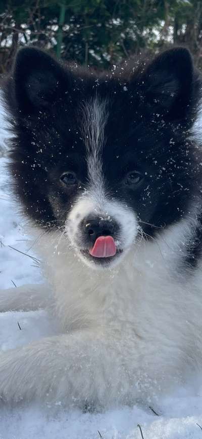 Fotochallenge Nr. 59 - Mein Hund zeigt die Zunge-Beitrag-Bild