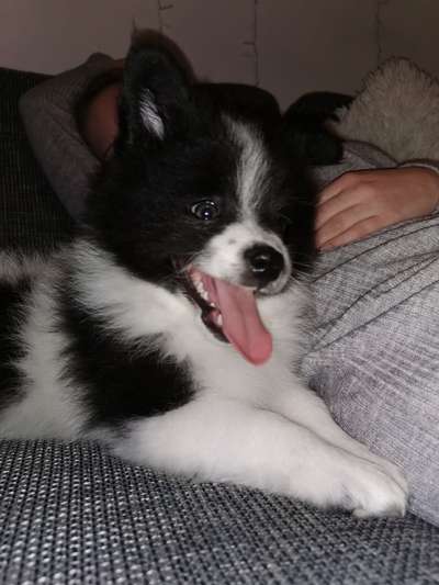 Welpen Bilder !-Beitrag-Bild