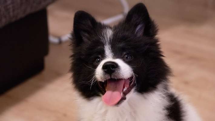 Spitz--Zwergspitz--kleinspitz---mittelspitz----Großspitz--Wolfsspitz-Beitrag-Bild