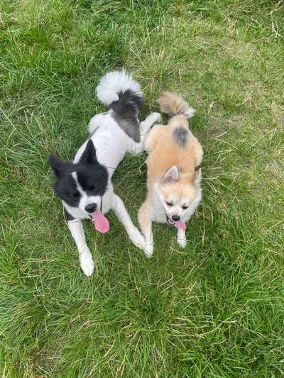 Die Dogorama Wochen Challenge "Friends will be Friends"-Beitrag-Bild