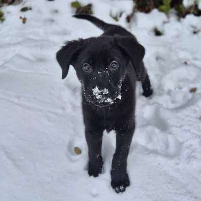 Hundetreffen-Freunde finden 😊 Spielen, Gassi, Lernen 😊-Bild