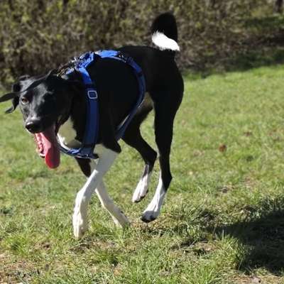 Hundetreffen-Gassi freunde gesucht ☺️-Bild