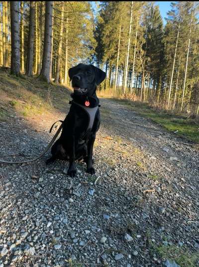 Hundetreffen-Hundebegegnung üben-Bild