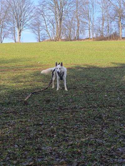 Hundetreffen-Gemeinsame Gassirunden-Bild