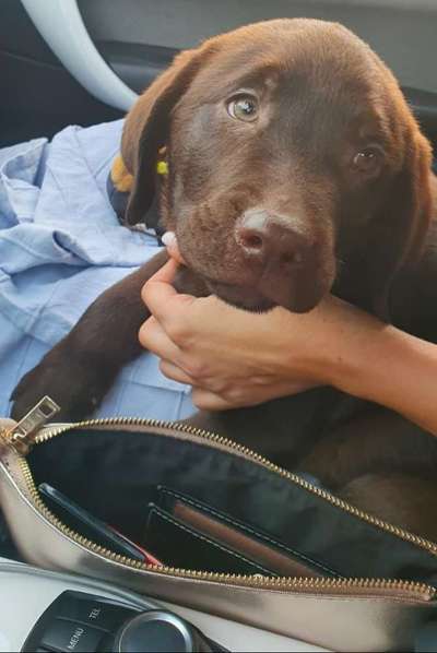 Welpen Bilder !-Beitrag-Bild