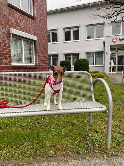 Wo sind die Jack und Parson Russell Terrier?-Beitrag-Bild