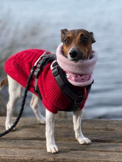 Wo sind die Jack und Parson Russell Terrier?-Beitrag-Bild