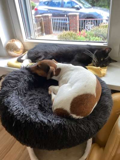 Wo sind die Jack und Parson Russell Terrier?-Beitrag-Bild