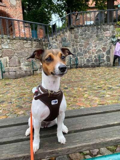 Wo sind die Jack und Parson Russell Terrier?-Beitrag-Bild