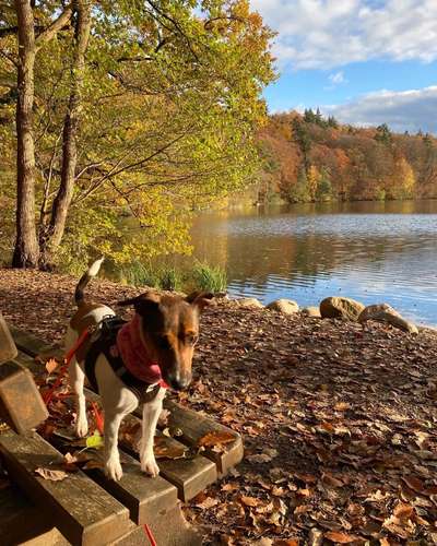 Wo sind die Jack und Parson Russell Terrier?-Beitrag-Bild