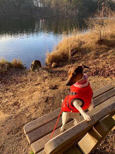 Wo sind die Jack und Parson Russell Terrier?-Beitrag-Bild