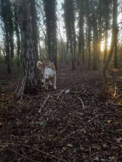 Hundeauslaufgebiet-Hundeauslaufplatz Wildau-Bild