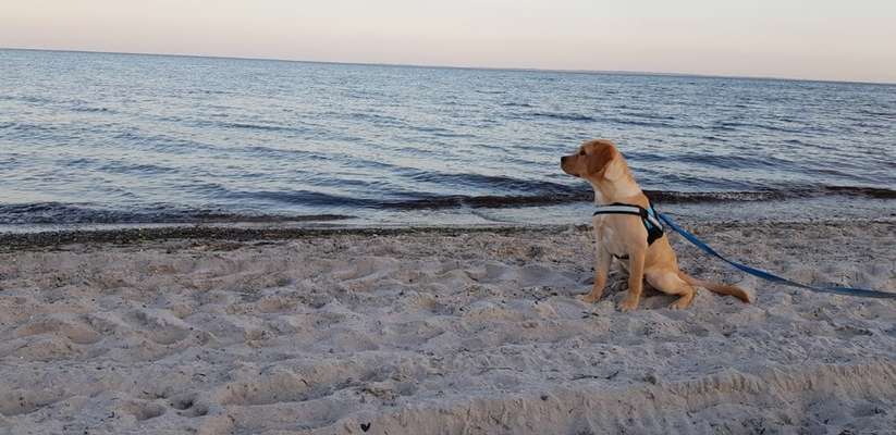 Die Dogorama Wochen Challenge: “Dein Hund im Urlaub”-Beitrag-Bild